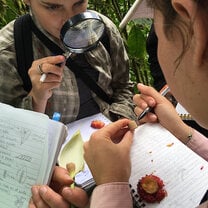 Students investigating plants with a microscope 