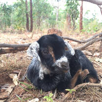A baby goat sitting on the ground
