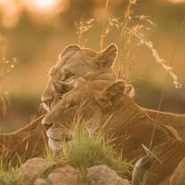 lionesses resting after a long hunt