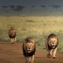Male lions spotted at the maasai mara national reserve