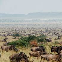 wildebeest grazing at maasai mara