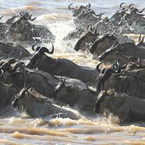 wildebeest crossing the mara river