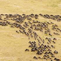 wildebeest grazing