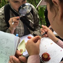 Students investigating plants with a microscope 