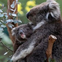 Gap Year Travel and Backpacking in Australia with U.Trips