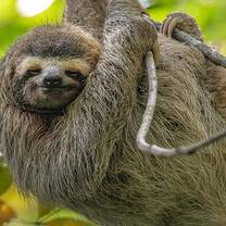 Sloth!