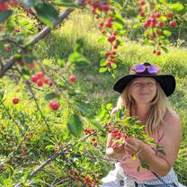 Smiling woman harvesting cherries. 