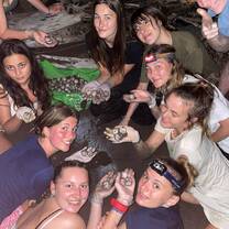 Get involved in one of our turtle conservation projects