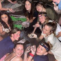 Get involved in one of our turtle conservation projects