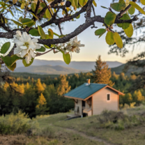 Meditation cabin and fruit blossoms. 
