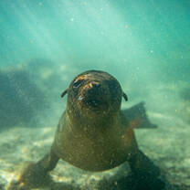 Baby sealion