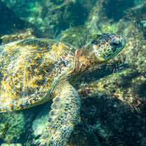 Sea turtle