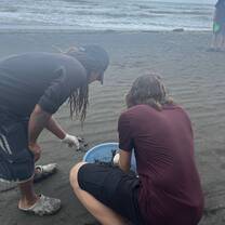 Finding baby turtles on the beach