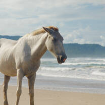 Horse riding on the beach is one of our most popular extra activities