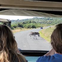 Zebra!