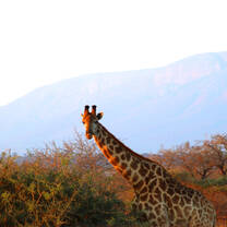 Giraffe