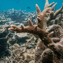 Corals of Perhentian