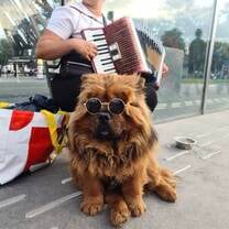 A dog sits with sunglasses on in front of a person playing an accordion 