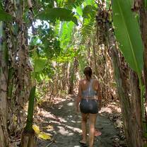 a wander through the jungle