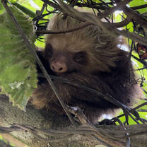 a little baby sloth found on our jungle walk