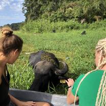 a local's friendly water buffalo