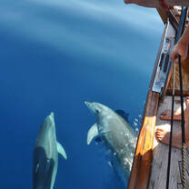 two dolphins swimming next to boat