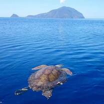 a sea turtle basking in the Aeolian Islands