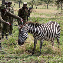 A game ranger attending to a zebra