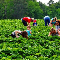 Agri-tourism in Kenya volunteering
