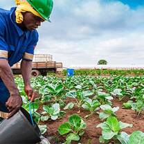 Agriculture interns projects