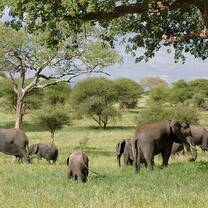 Elephants feeding on grass - Kenya wildlife