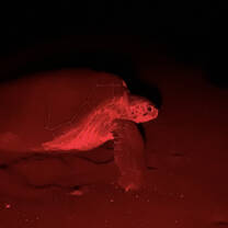 a green sea turtle