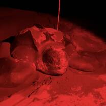 a leatherback turtle