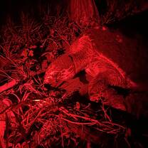 hawksbill turtle nesting