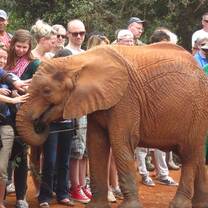 Tourist touching elephant head in an elephant sanctuary