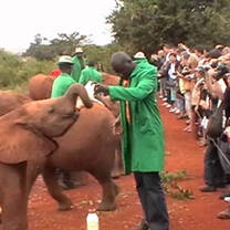 Volunteers Kenya elephant sanctuary