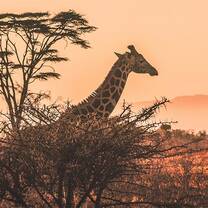 Volunteers kenya giraffe nature night