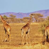 Volunteers Kenya Giraffe nature