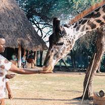 People feeding a giraffe