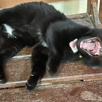 Sleepy kitty 