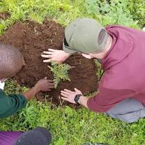 Planting trees 