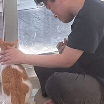 Adoption - forever home for kitty