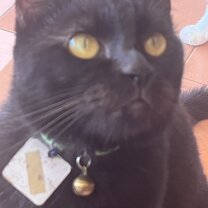 Grumpy kitty
