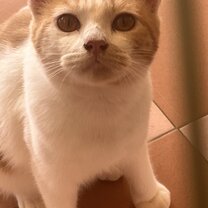 Happy kitty
