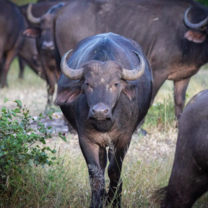water buffalo in game reserve in Zimbabwe