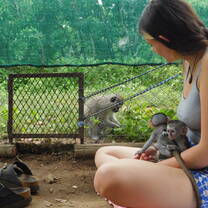 Monkey Rehabilitation