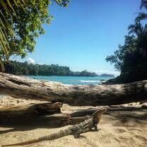 A tree trunk along a shoreline 