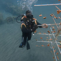 Planting corals on the tree