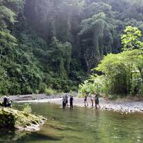 Rain Forrest