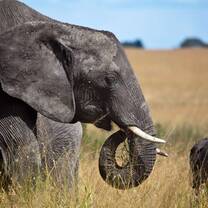 Elephant safari in Tanzania